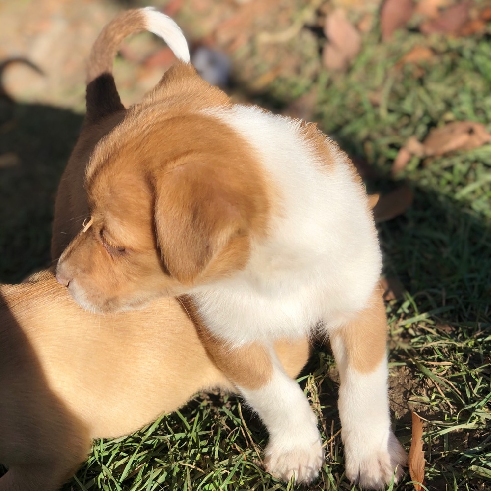 Puppy’s - Picture 4 of 8